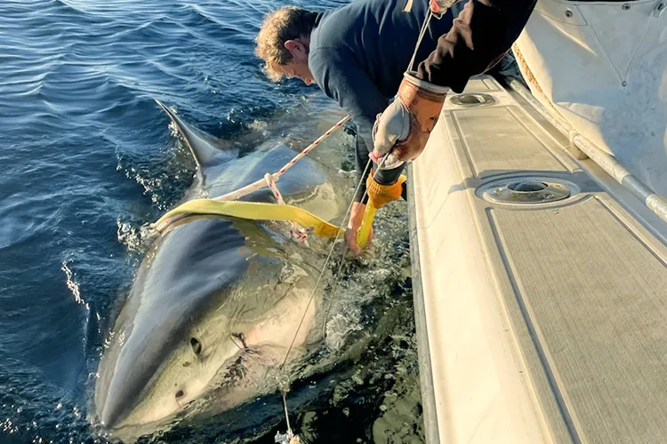 Contender-the largest great white shark ever recorded.